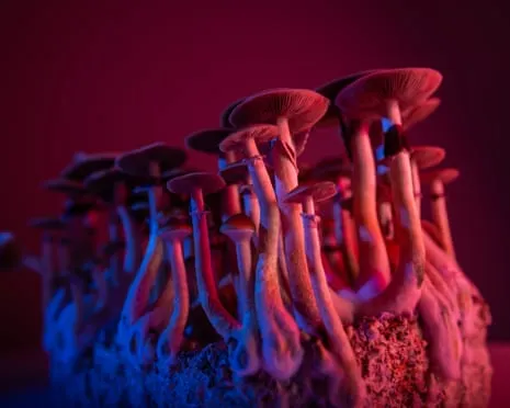 On Drugs by Justin Smith-Ruiu: A Reflective Journey into Psychedelics